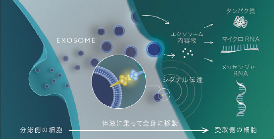 エクソソームとは