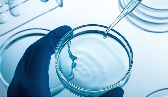 特殊な培地で純度を維持